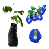 01 Muda De Clitória Ternatea Fada Azul Flor  Comestível 25cm