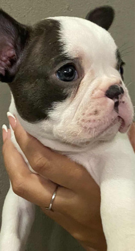 Bulldog Frances Vaquitas De Ojos Verdes. Macho Y Hembra .