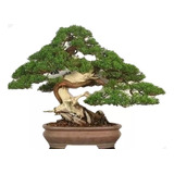 Bonsai De Shimpaku Grande Enraizado 8 Anos Enraizado C/ Vaso