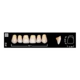 Dientes Vivodent Ivoclar Color 6 D 510  Novacekdental