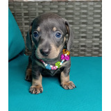 Cachorro Teckel Blue Pura Raza Animal Pets Colombia