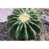 20 Semillas De Cactus Barril Biznaga+ Instructivo 