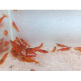 Neocaridina Laranja Kit Com 10 + Brinde