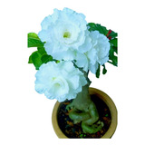 Rosa Do Deserto Kit Brancas (18 Sementes-4 Tons)