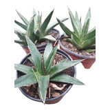 Agave Victoriae Reginae 10 CmCactus Suculentas Coleccion