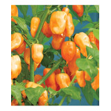 Semillas Aji Habanero Orange Bella Huerta Siembra