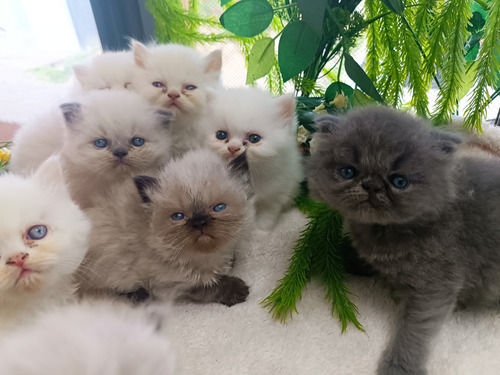 Gato Persa Blanco De Ojos Azules 