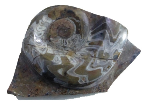 Mineral De Colección Placa Amonites Fósil De Marruecos