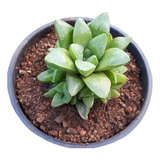 Haworthia Retusa ( Planta )  Mta 3 Inch , Suculenta 