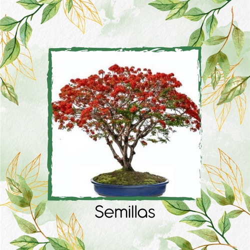 80 Semillas De Bonsái Acacia Roja