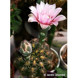 Semillas De Cactus Gymnocalycium Affine Rara Colección