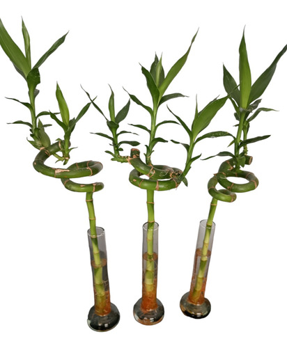 Lucky Bamboo + Florero Vidrio