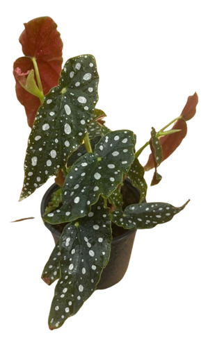 Begonia Maculata, Begonia, 1 Planta, 13 Cm.