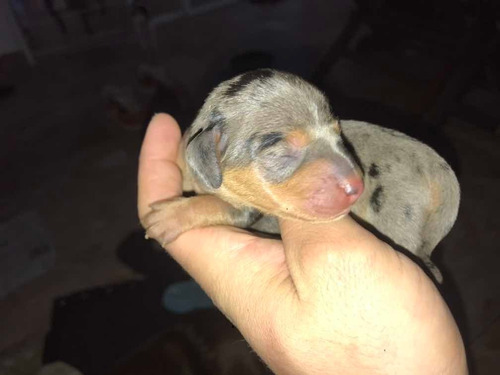 Dachshund Arlequines Machos