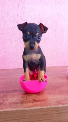 Pinscher, Filhotes Mini, Zerinho