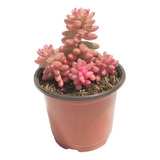 Suculenta Pink Berry (sedum Rubrotinctum Aurora) En Maceta