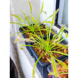 Drosera Capensis Y Drosera Alba, Plantas Carnívoras.