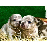 Bulldog Francês Blue Merle, Canil Furios_ast_kennel