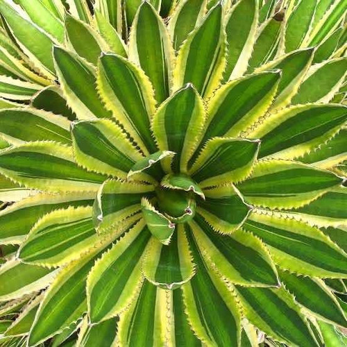 Agave Lophantha Cuadricolor Maceta 10  Suculenta No Cactus
