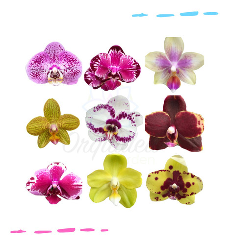Pacote 10 Mudas De  Orquidea Phalaenopsis Lindas Frete Grati