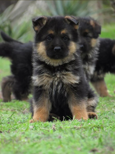 Cachorros Pastor Aleman