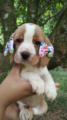 Beagle  Fofos Espertos E Brincalhões 