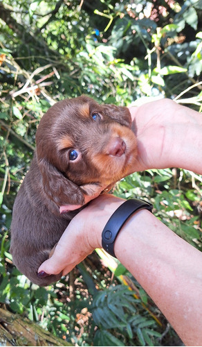 Dachshund Miniatura Pelo Longo (teckel)