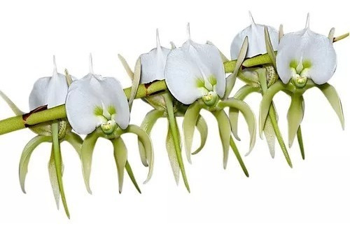 Orquídea Angraecum Eburneum - Muda Linda