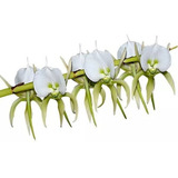 Orquídea Angraecum Eburneum - Muda Linda