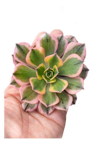 Aeonium Sunburst Suculenta Colección N° 8