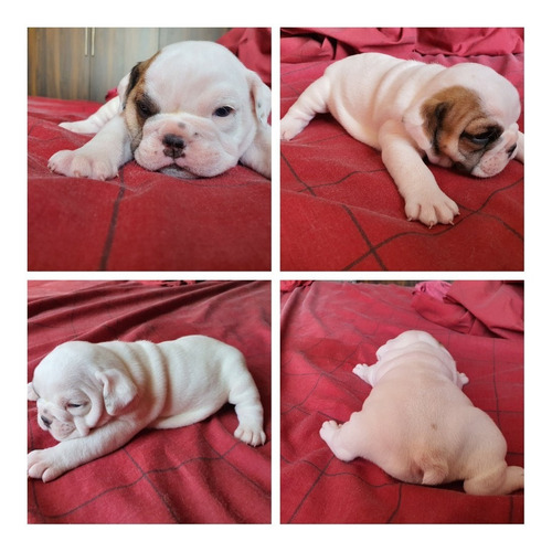 Bulldog Ingles Merle Cachorros Bebés