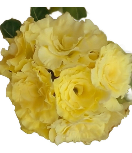 Rosa Do Deserto Bouquet Muda De Enxerto Bridal Buquê 