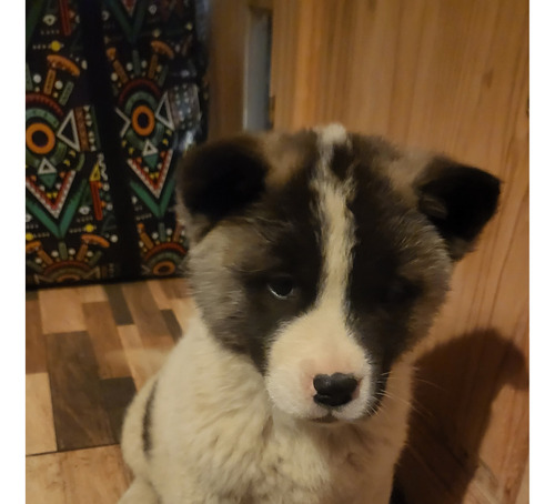 Cachorros Akita Americanos