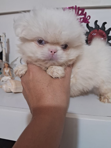 Pekines Albino Macho Super Mini Único!!