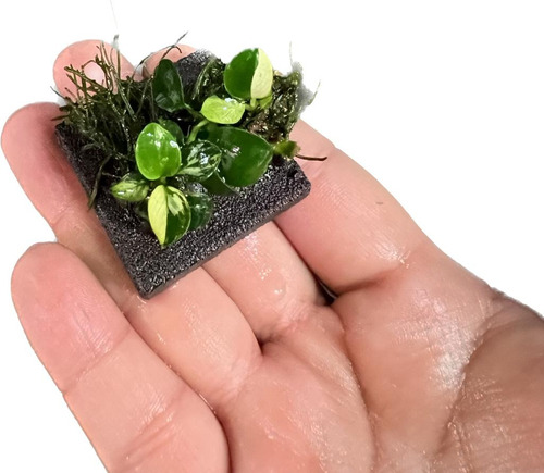 Anubia Panda Planta Acuatica Muy Rara , Acuario Plantado