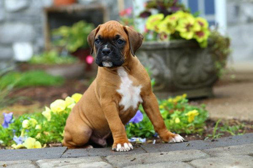 Cachorro Boxer 07