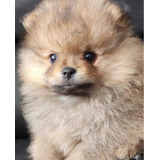 Pomerania Macho Cara De Osos