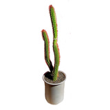 Maceta Cactus Cleitocactus (flor Blanca)