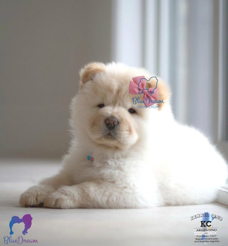 Cachorros Chow Chow Con Pedigrí Del Kennel Club Argentino.