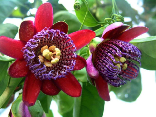 12 Semillas De Passiflora Quadrangularis - Maracuya Gigante