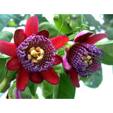 12 Semillas De Passiflora Quadrangularis - Maracuya Gigante