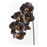 250 Semillas De Orquídea Negra, Nueva Variedad + Abono