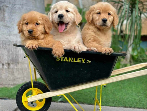 Cachorros Golden Retriever