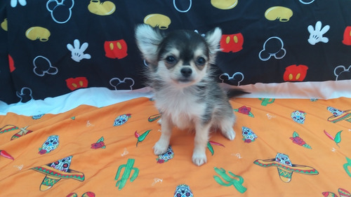 Chihuahua Femea Agouti