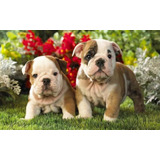 Bulldog Ingles Hermosos 