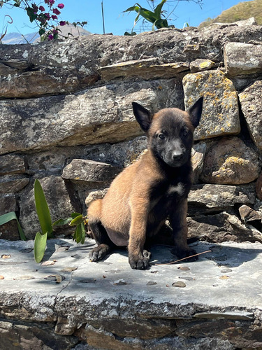 Cachorros Pastor Belga Malinois