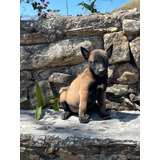 Cachorros Pastor Belga Malinois