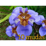 Íris Azul 10mudas