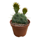 Opuntia Macrocentra Violacea Muda Top Coleção Rara Plantada 