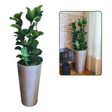 Ficus Lyrata Bambino Natural  + Vaso Decorativo Grande 40x80